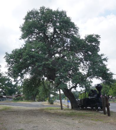 [Picture of Coulterville's Hangman's Tree]